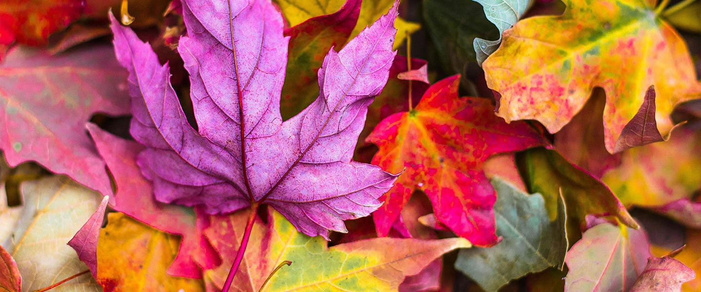 Autumn-leaves