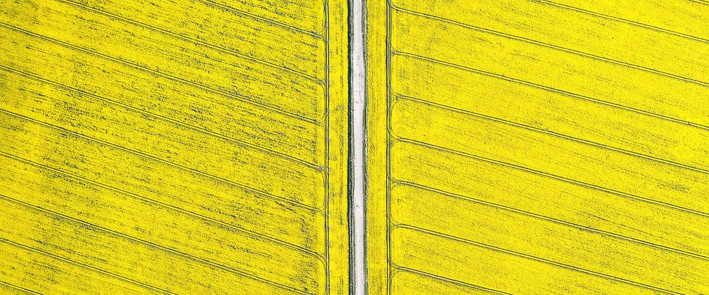 yellow field