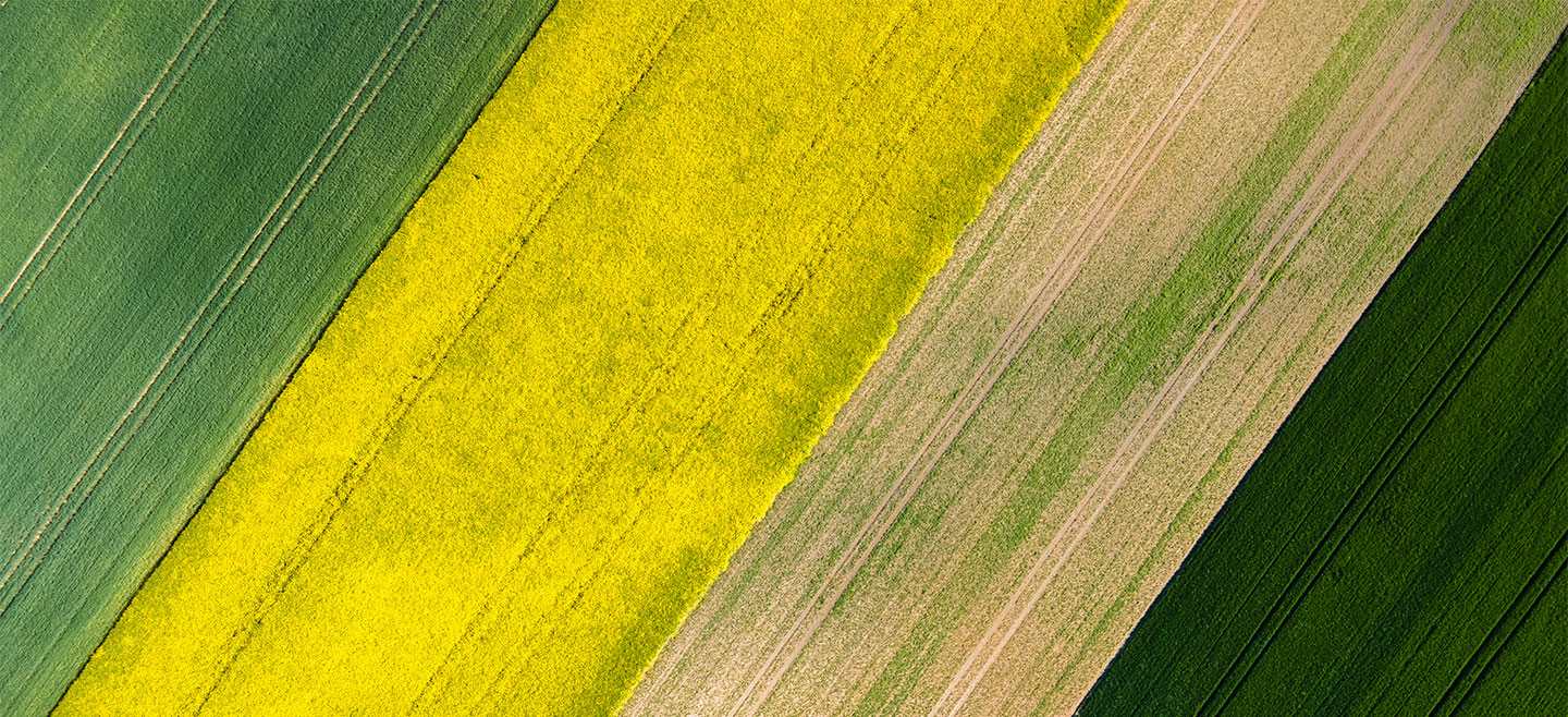 green field
