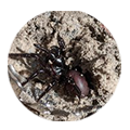 120x120-spider.png