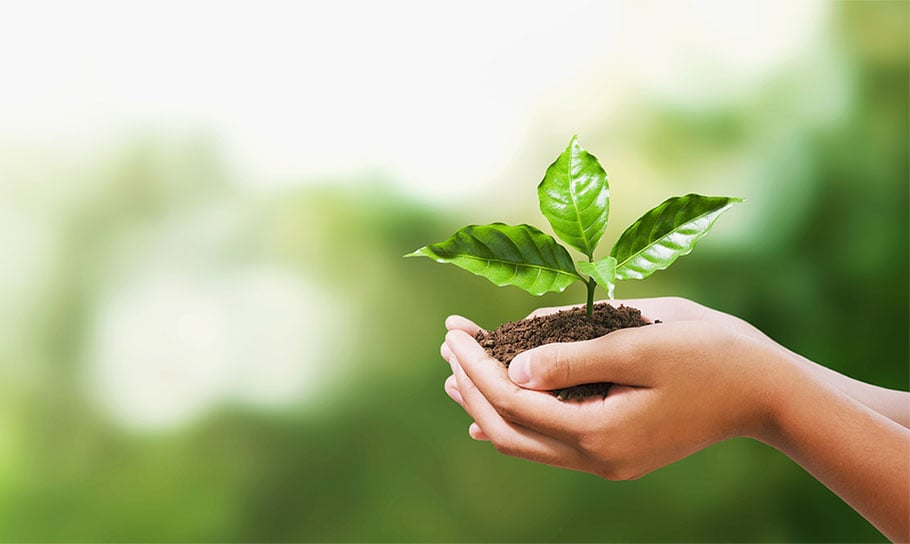 photograph of a hand holding a  young planet