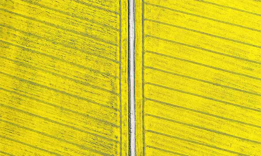 yellow field